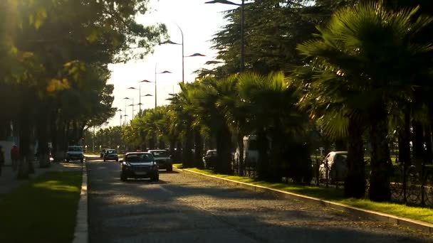 Autos fahren die Kopfsteinpflasterstraße mit Palmen in der Stadt Batumi hinunter — Stockvideo
