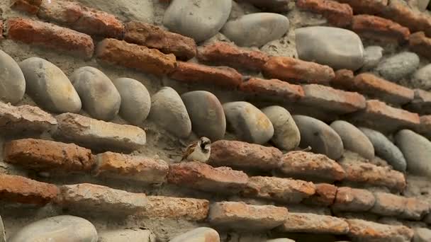 Pequeños pájaros tratando de hacer nidos en ruinas de muro de piedra de la antigua fortaleza — Vídeos de Stock