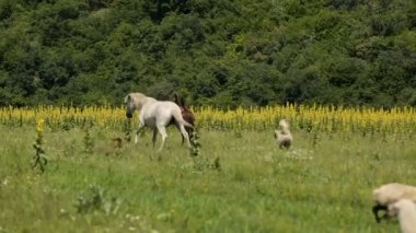 Atlar, hayvanlar, tarım kontrol otlatma çevresinde çalışan çoban köpekleri