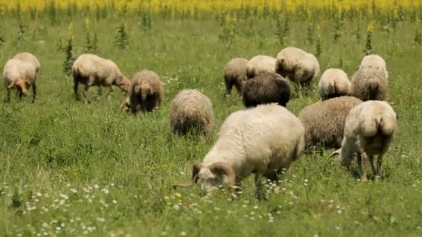 Зграя овець мирно їсть соковиту зелену траву, пасеться на літньому лузі — стокове відео