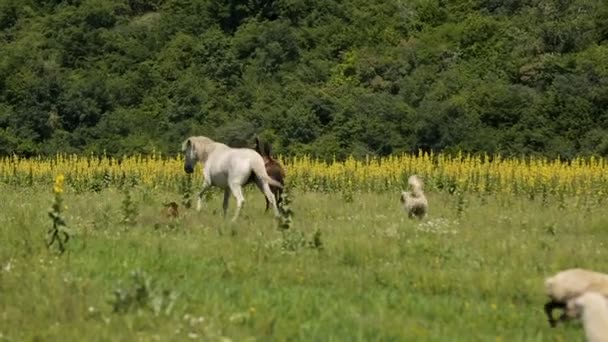 Пастушьи собаки бегают вокруг выпаса лошадей, контролируют животных, сельское хозяйство — стоковое видео