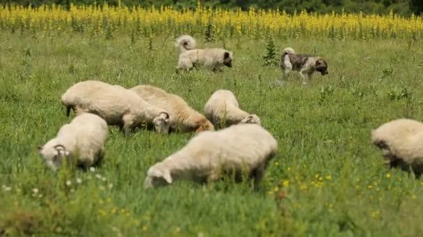 Умные собаки ведут овец, помогая пастухам, сельскому хозяйству, животноводству — стоковое видео