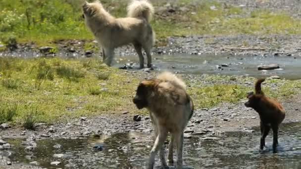 Dakloze honden lopen op straat, op zoek naar voedsel in de buitenlucht verlaten dier — Stockvideo