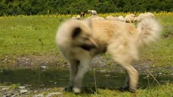 Веселая собака наблюдает за стадом овец, пасущихся на поле и гоняющихся за мухой, веселящихся — стоковое видео