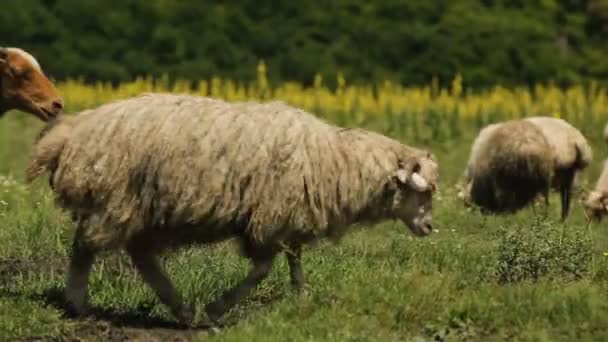 Alegre oveja rizada saltando y corriendo por el campo eligiendo deliciosa hierba — Vídeo de stock