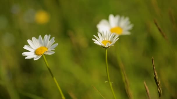 Kamilla virág, zöld nyári réten magas hegyekben, természetes gyógynövény blossom — Stock videók