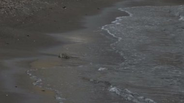 Kumlu sahil kıyısında, ağır çekim tidemarks bırakarak haddeleme dalgalar