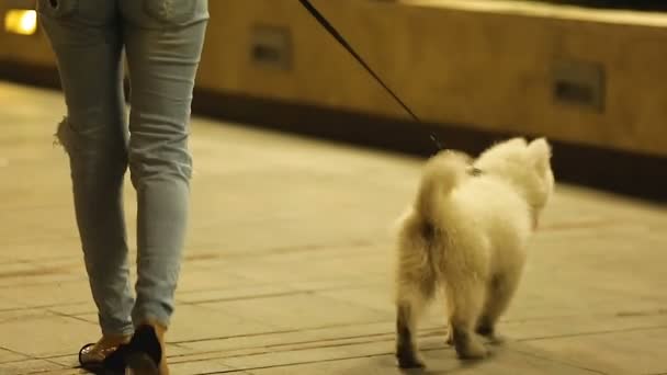 Mladá žena chodící samojed štěně v večer, hravý pes na vodítku štěkat — Stock video