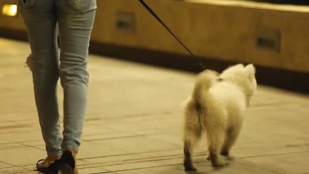 Tânără femeie mergând cățeluș Samoyed seara, câine jucăuș în lesă lătrând — Videoclip de stoc