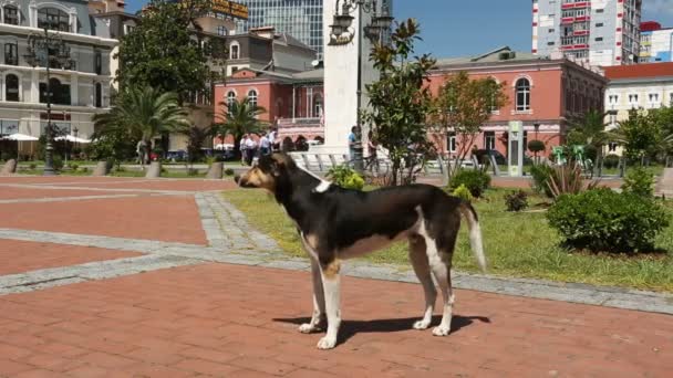 Batumi, Georgien - Circa maj 2017: Turister i staden. Vänlig ströva hund viftar svansen och titta på människor gå runt torget — Stockvideo