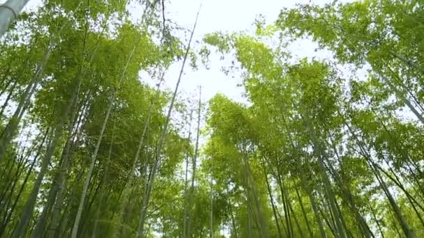 Floresta de bambu incrível, grama perene alta subindo alto no céu, natureza única — Vídeo de Stock