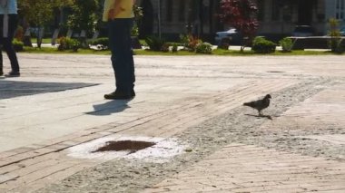 Güvercin şehirde merkezi kare, geçen insanlar, güneşli bir gün yemek için arıyorsunuz