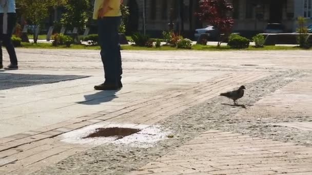 Pigeon looking for food on central square, people passing by, sunny day in city — Stock Video