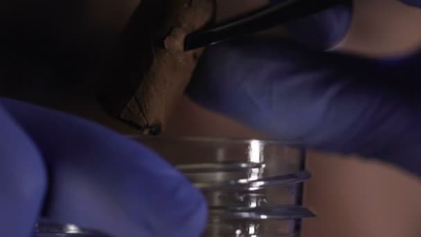 Inspecteur met mégot de cigare dans un récipient en plastique, recueillir des preuves pour l'analyse 
