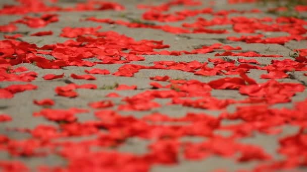 Wind waait tedere bloemblaadjes van rode rozen langs de straat, plaats van romantische datum — Stockvideo