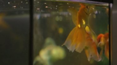 Güzellik salonları, akvaryum yüzme altın balık Balık pilling Servisi, fauna