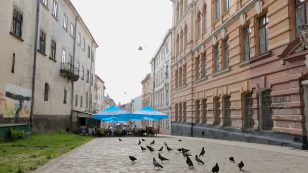 Pombas andando ao redor do café ao ar livre na rua Lviv na área suja pobre, vida urbana — Vídeo de Stock