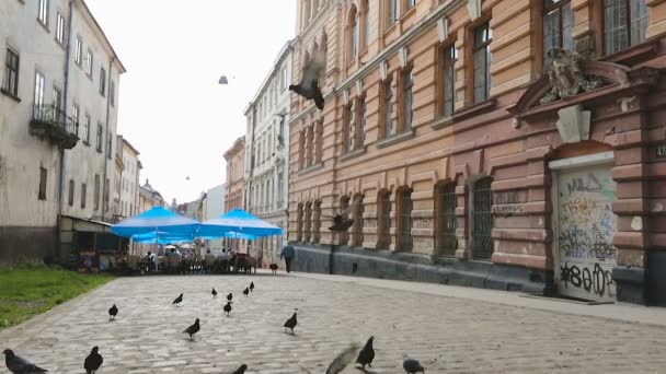 Grijze duiven op zoek naar voedsel in de stad steegje met graffiti beschadigde gebouwen — Stockvideo