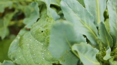 Sebze bahçe büyüyen karnabahar brokoli bitki, organik tarım