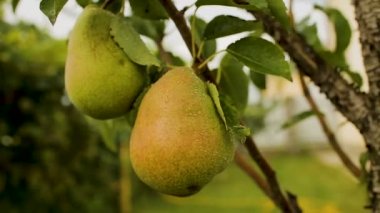 Özel house, organik meyve, vejetaryen yemek yakınlarındaki Köyü çiftlikte armut ağaçları