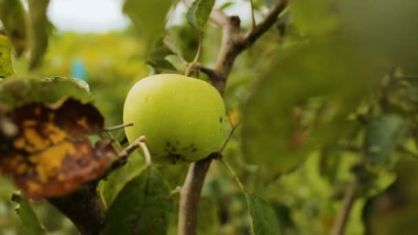 Hrozny a jablko ovoce na stromech po dešti, podzimní sklizně, přírodní vitamíny — Stock video
