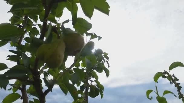 Sappige peren opknoping op tuin boom op blauwe hemelachtergrond, gezonde natuurvoeding — Stockvideo