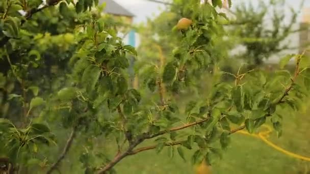 Farmář zalévání hruška strom rostliny v zahradě, použití pesticidů v zemědělství — Stock video