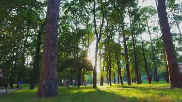 Прогулка в городском парке в солнечный летний день между зелеными высокими деревьями, активный отдых — стоковое видео