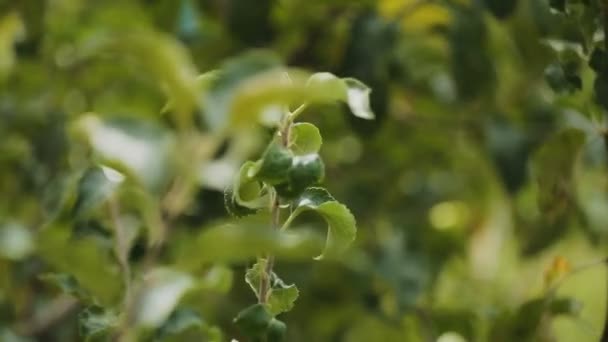 Apple na větve stromů na ovocný sad, špatné sklizně, zahradnictví hobby — Stock video