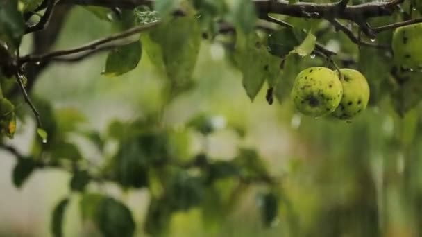 Дощ у сільській місцевості яблуня, полив фруктів, свіже натуральне харчування — стокове відео