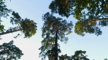 İğne yapraklı Orman ağaçları mavi gökyüzü arka plan, alt görünümü, doğa manzara