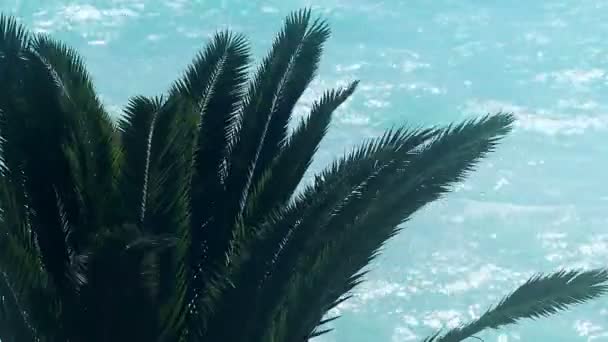 Palmboom op de achtergrond van de blauwe zee, tropische zomervakantie, exotisch eiland reizen — Stockvideo