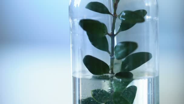 Исследователь наливает жидкость в бутылку с растением внутри, лабораторные работы в школе — стоковое видео