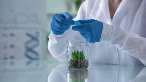 Biologie onderzoeker injecteren van hormonale vloeistof in test plant, herbal cosmetics — Stockvideo