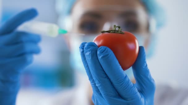 Biology scientist injecting chemical liquid by syringe in tomato, pesticides — Stock Video