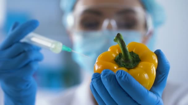 Lab worker injecting pesticide liquid in pepper, analyzing gmo food, experiment — Stock Video