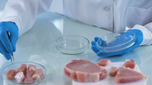 Laborassistentin überprüft Fleischproben, Lebensmittelqualitätskontrolle, Zertifizierungsprüfung — Stockvideo