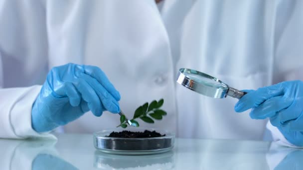 Biology researcher checking green plant with magnifying glass, soil analysis — Stock Video