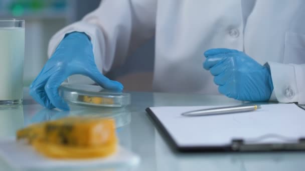치즈 샘플 검사, 양질의 제품, 실험실 분석 — 비디오