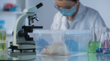 Mikroskop, masada plastik kutu test köstebeğiyle bakarak biyoloji uzmanı