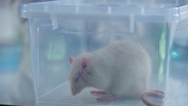 Caja de plástico de rata blanca adorable, servicio de clínica veterinaria, experimento científico — Vídeo de stock