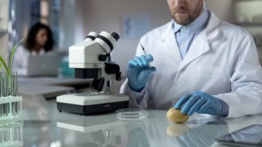 Patates, yeni çeşitlerin ıslahı laboratuvar deneyleri yapıyor Ziraat