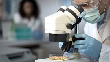 Dikkatle mikroskop altında genetik olarak okuyan işçi mikroplar tahıl modifiye