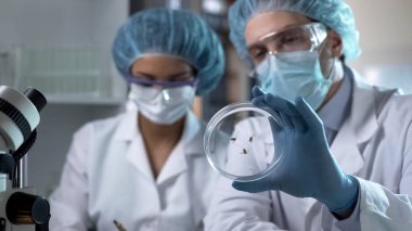 Yeni bitki türü üzerinde petri dish, ile ilgilenen Ziraat gözlemler yazma