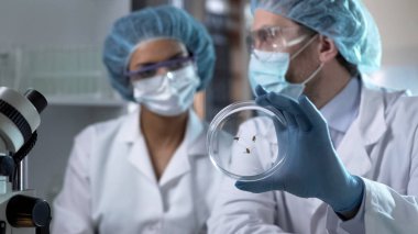 Petri dish, tahıl örnekleri analiz laboratuvar çalışanları deney gözlem