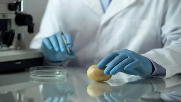Ερευνητής Βιολογίας Κρατώντας Σύριγγα Για Ένεση Συντηρητικά Πατάτα Γτο — Φωτογραφία Αρχείου