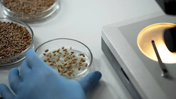 Лабораторный эксперт по разведению модифицированных сортов зерновых культур, органического зерноводства
