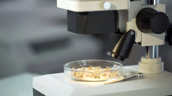 Muestras Granos Plato Prueba Bajo Microscopio Vidrio Experimento Laboratorio Toxinas —  Fotos de Stock