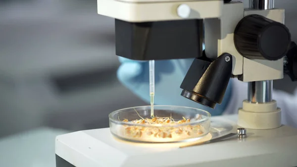 Laborangestellte Beobachtet Mikroskop Die Wirkung Von Wachstumshormonen Auf Keimende Pflanzen — Stockfoto