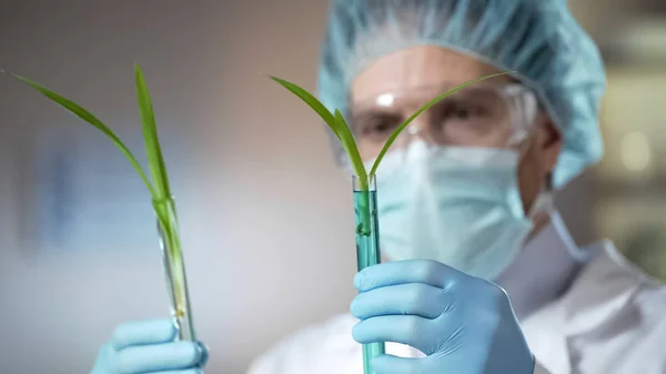 Bitkiler Nitrat Katkı Olmadan Kalitesini Karşılaştırarak Ziraat Mühendisi — Stok fotoğraf